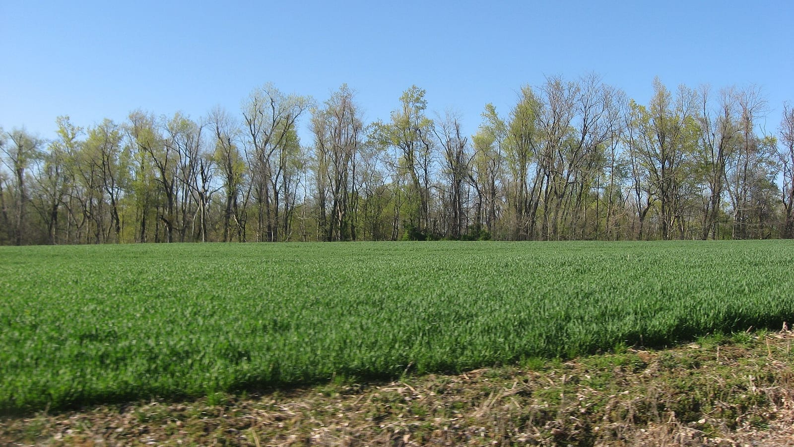 Looking toward the Turk Site, Carlisle County
